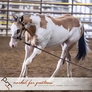 Meet your Posher, Patricia taylor